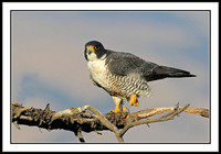 Peregrine Falcon