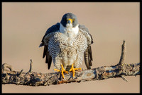 Peregrine Falcon