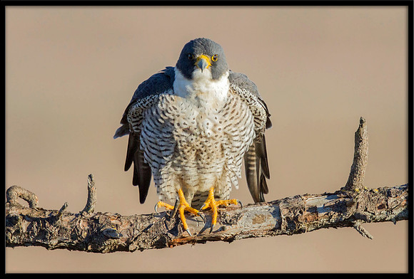 Peregrine Falcon