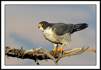 Peregrine Falcon