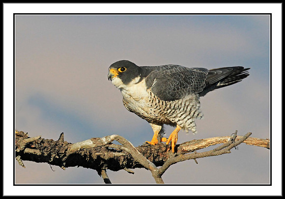 Peregrine Falcon