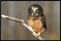 Northern Saw-whet Owl