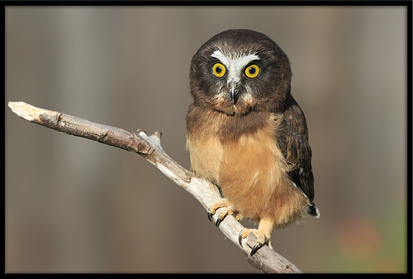 Northern Saw-whet Owl