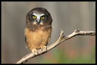 Northern Saw-whet Owl