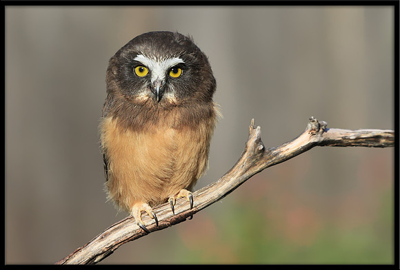 Northern Saw-whet Owl
