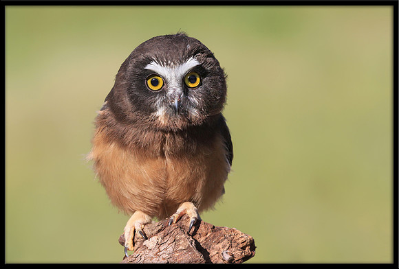 Northern Saw-whet Owl