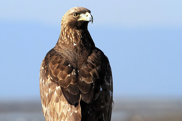 Golden Eagle