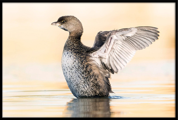 Pied-billed Grebe