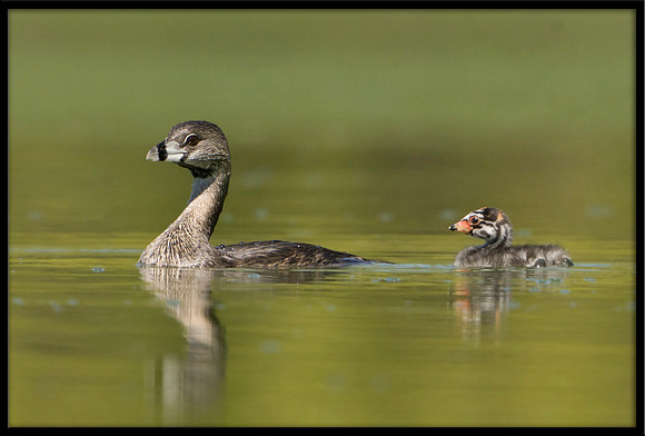 Pied-billed Grebe And Chicks