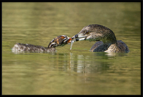 Pied-billed Grebe And Chicks