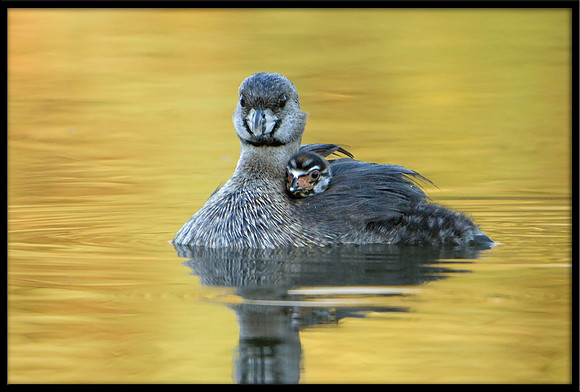 Pied-billed Grebe And Chicks