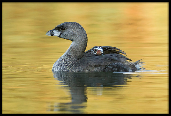 Pied-billed Grebe And Chicks