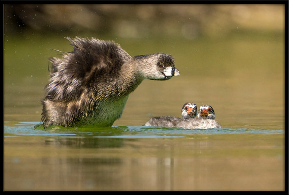 Pied-billed Grebe And Chicks
