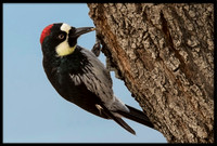 Acorn Woodpecker