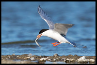 Forster's Tern
