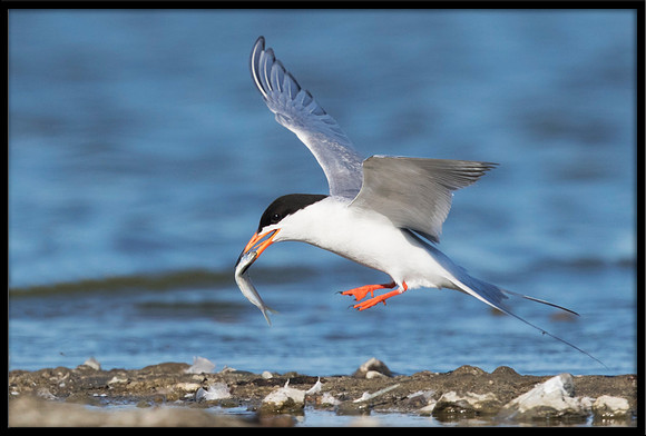 Forster's Tern