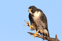 Peregrine Falcon