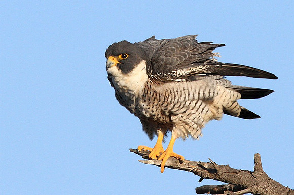 Peregrine Falcon