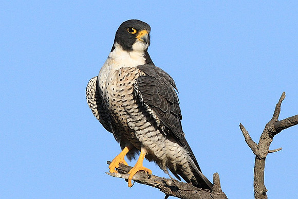 Peregrine Falcon