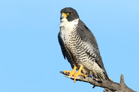 Peregrine Falcon