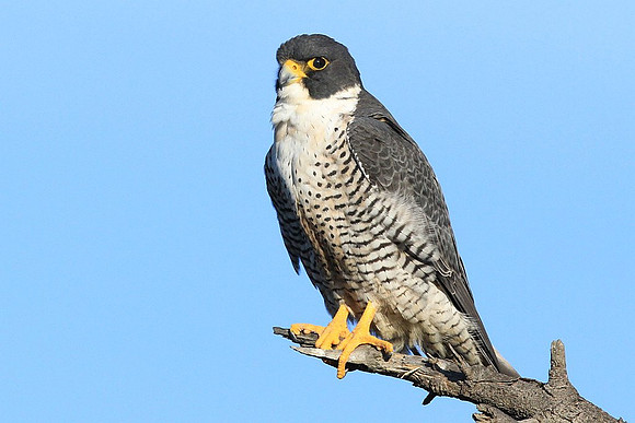 Peregrine Falcon