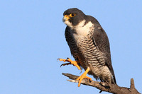 Peregrine Falcon