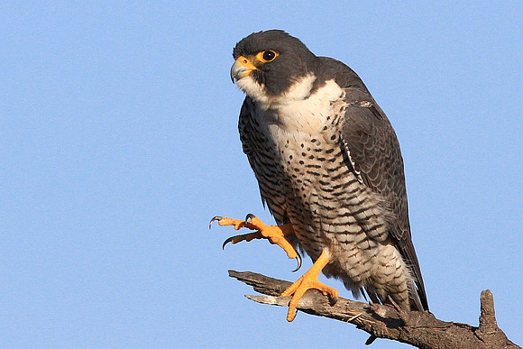 Peregrine Falcon
