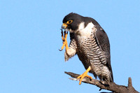 Peregrine Falcon