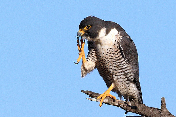 Peregrine Falcon