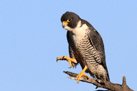 Peregrine Falcon