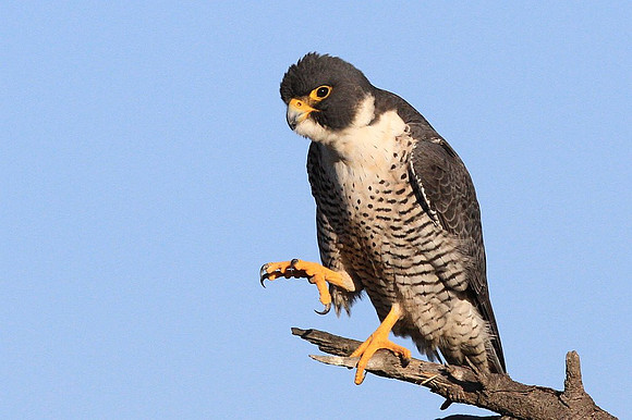 Peregrine Falcon
