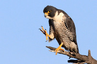 Peregrine Falcon
