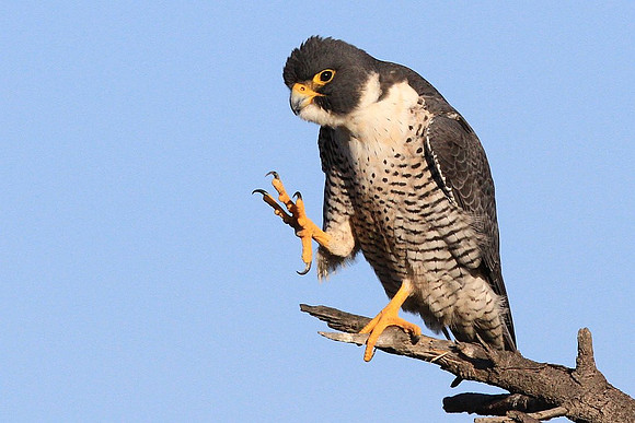 Peregrine Falcon