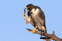 Peregrine Falcon