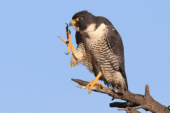 Peregrine Falcon