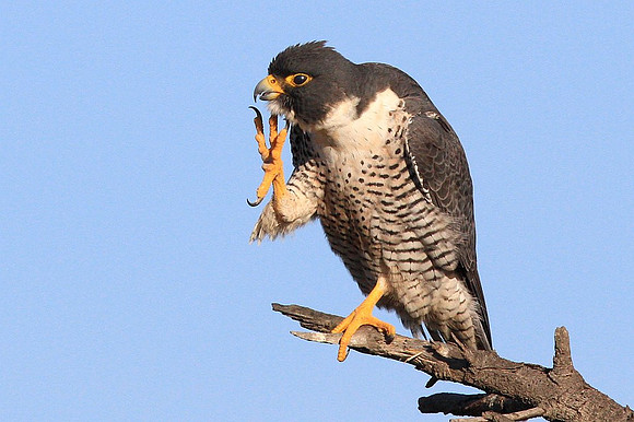 Peregrine Falcon