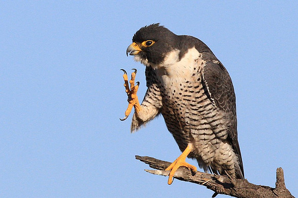 Peregrine Falcon
