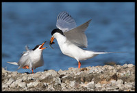 Forster's Tern