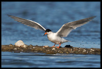 Forster's Tern