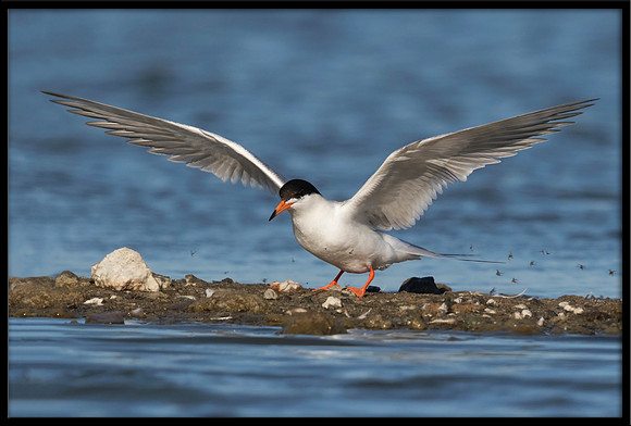 Forster's Tern