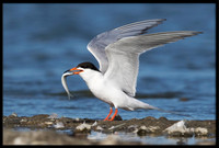 Forster's Tern