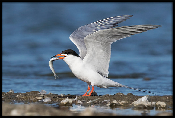 Forster's Tern