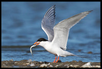 Forster's Tern