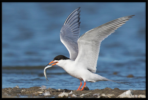 Forster's Tern