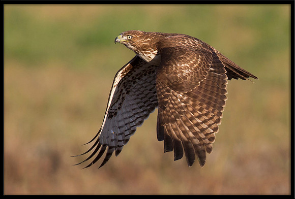 Red-tailed Hawk
