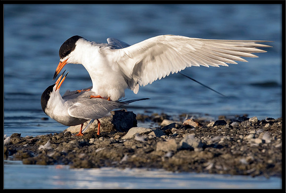 Forster's Terns Mating