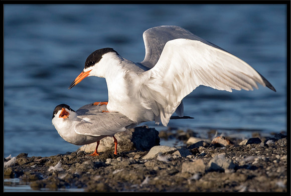 Forster's Terns Mating