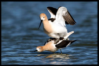 Avocets Mating