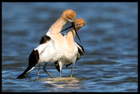 American Avocets Post-mating Dance