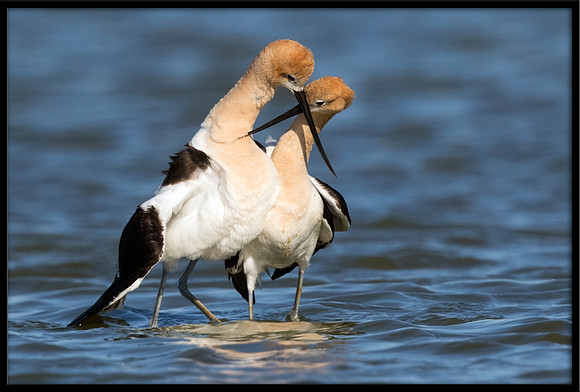 American Avocets Post-mating Dance